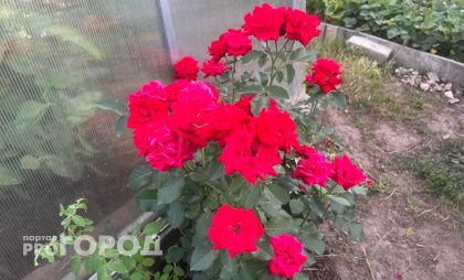 Без черных побегов  и грибка весной: укрываю розы воздушно-сухим способом на зиму — цветы выдерживают даже морозы -40