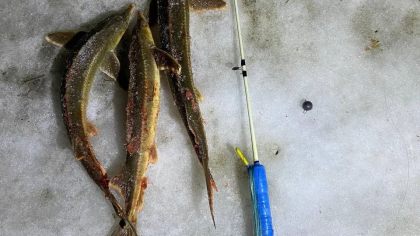 В Нижегородской области поймали рыбаков за отлов краснокнижной рыбы