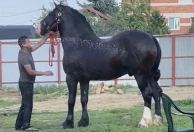 Нижегородец готов обменять одну лошадь на сотню “лошадей”