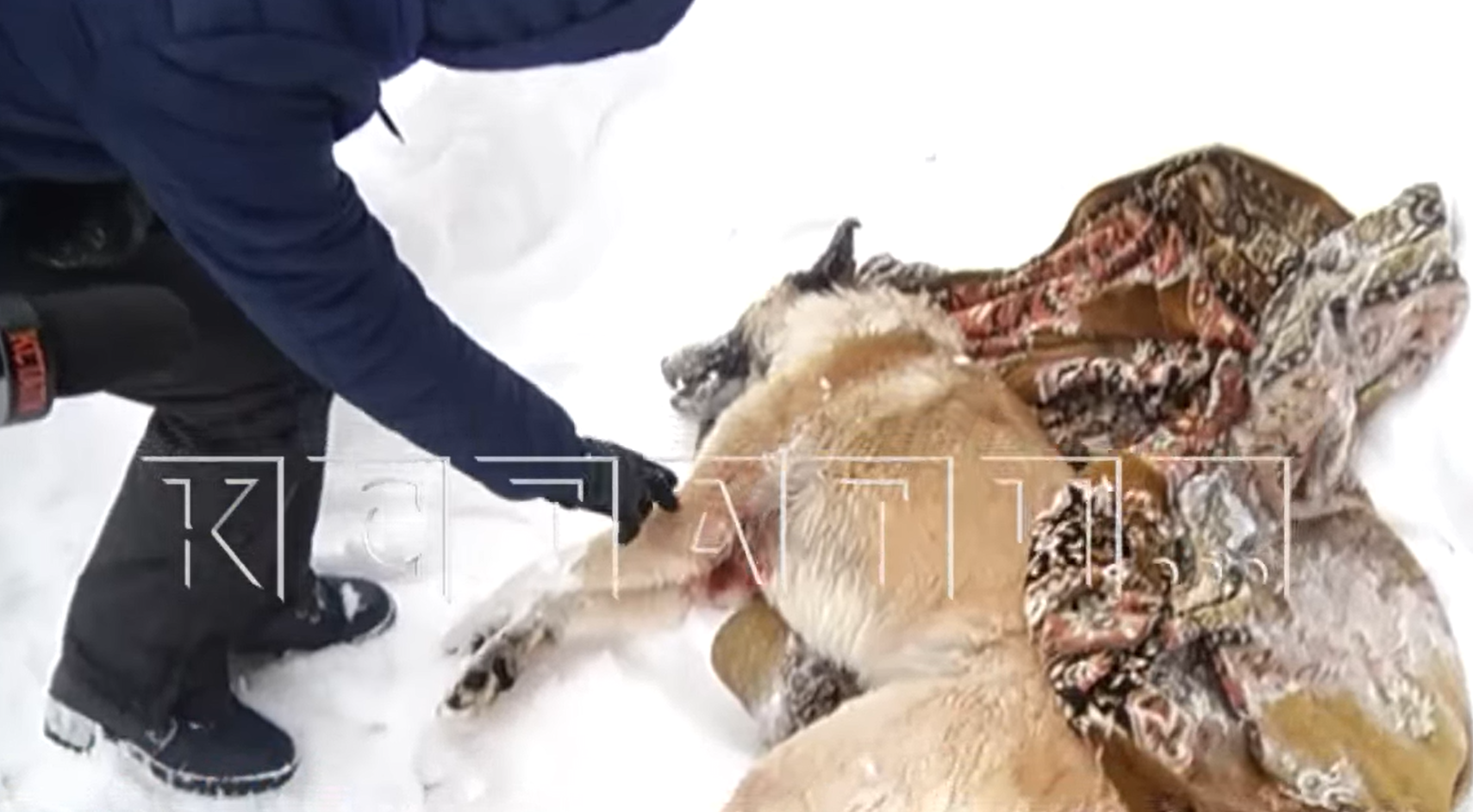 Жители начали отстреливать собак на улицах Выксунского района 