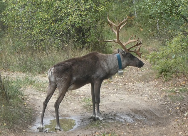 Самый смелый олень живет в Нижегородской области