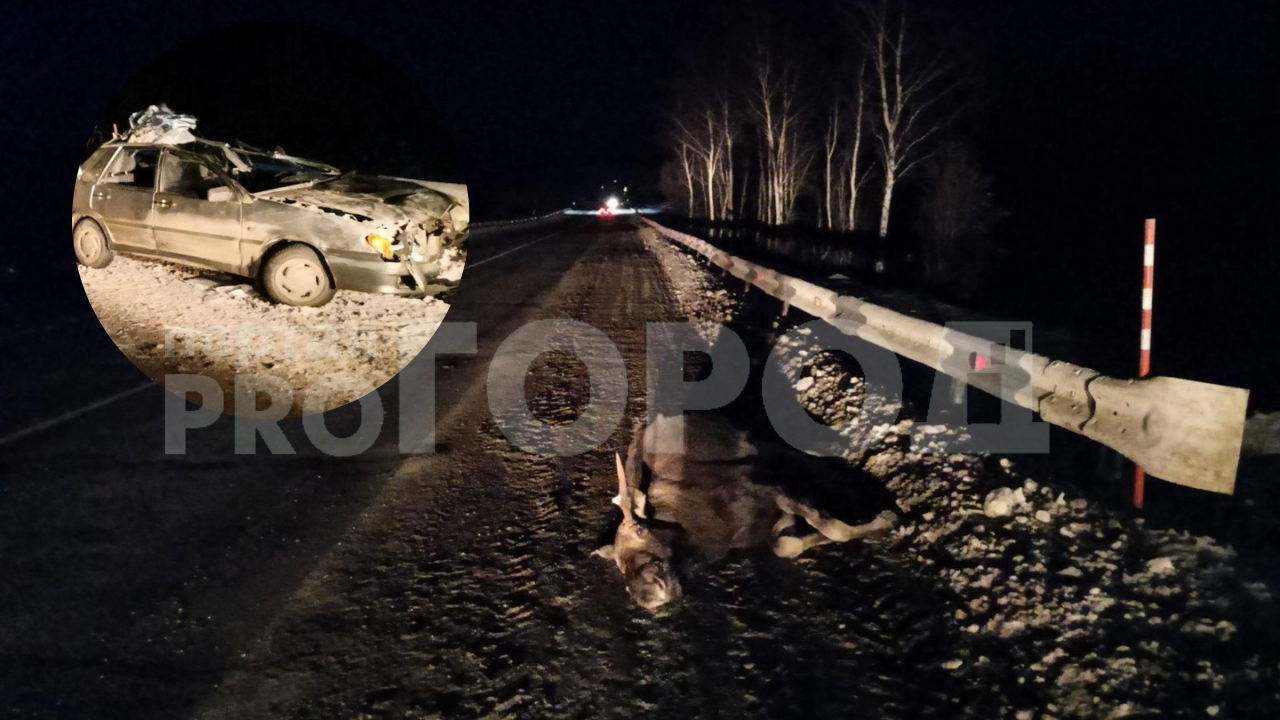В Нижегородской области водитель едва не погиб, когда насмерть сбил лося