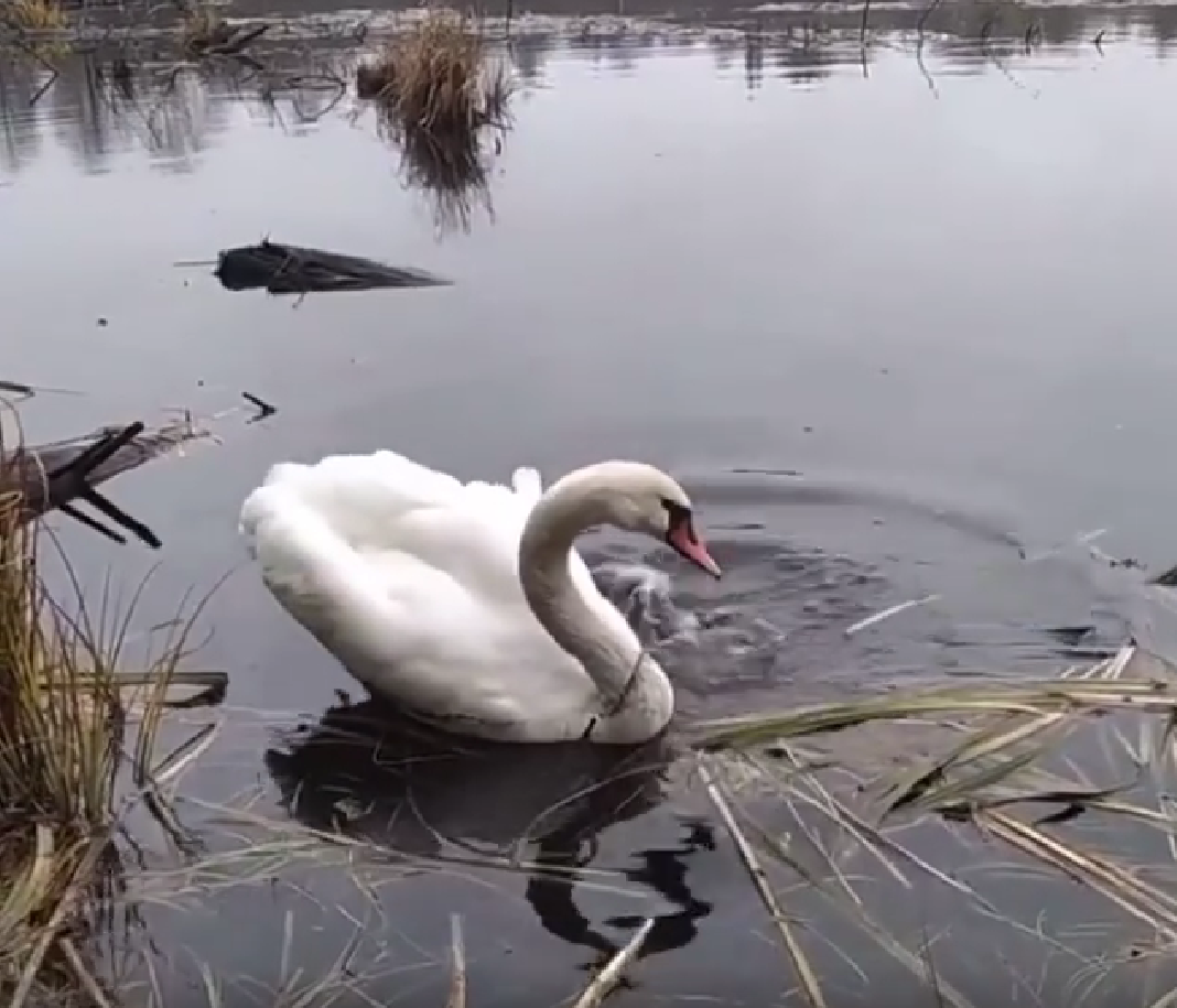 Нижегородцы нашли одинокого брошенного домашнего лебедя на озере