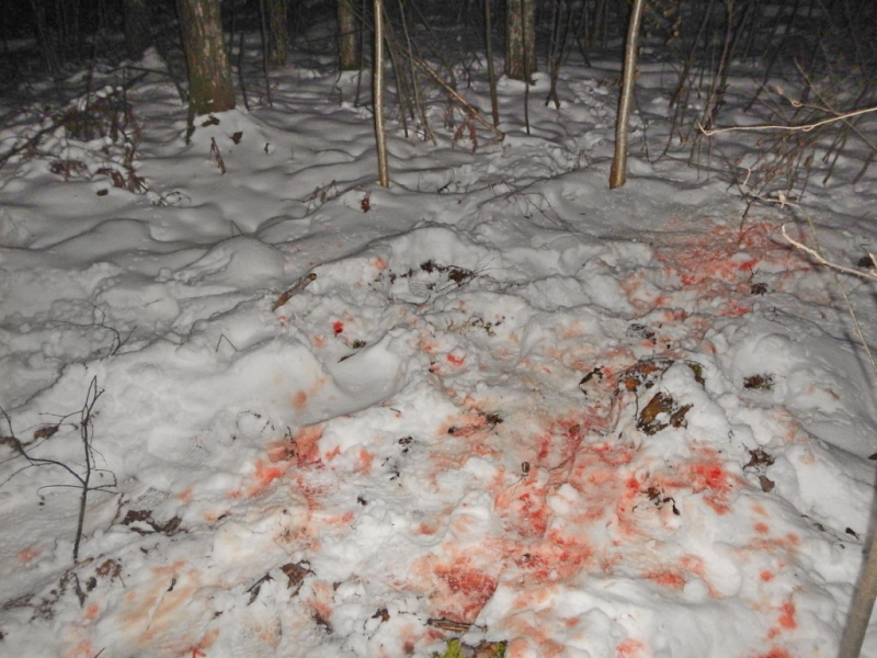 Житель Нижегородской области убил двух косуль и скормил их своим собакам