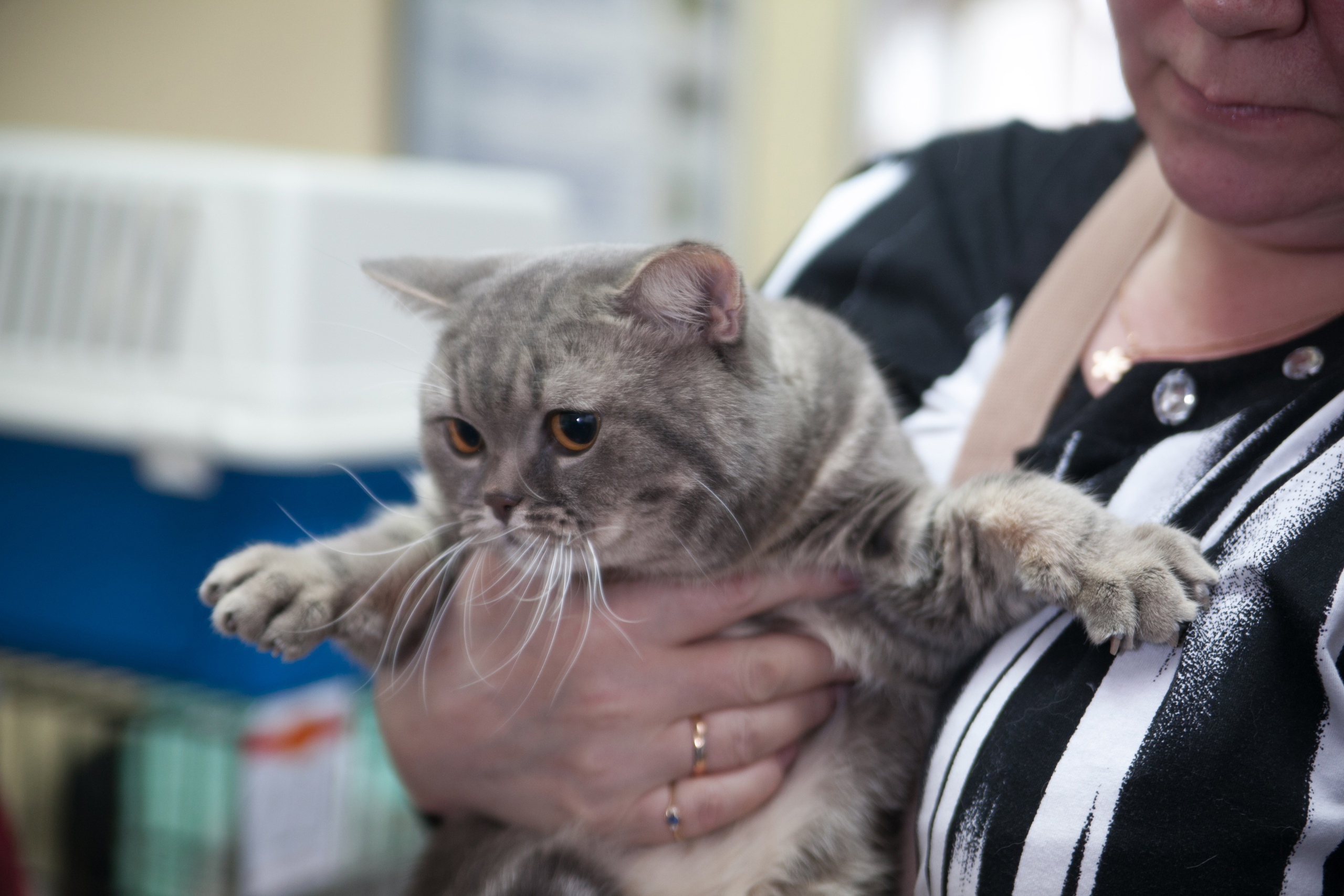 Бешеная кошка покусала человека в Нижегородской области