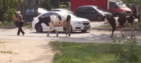 В Нижегородской области бык травмировал женщину 