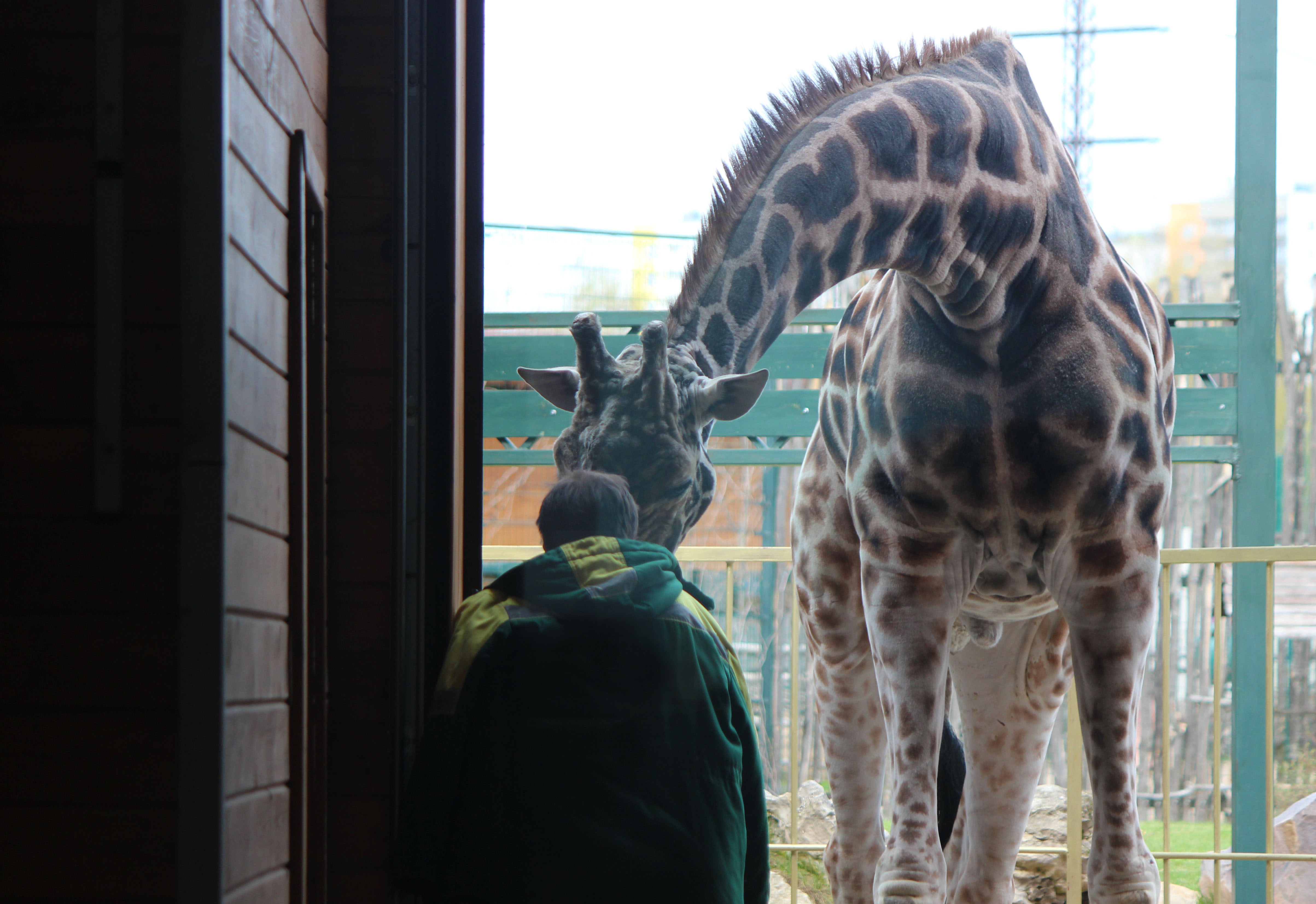 В “Лимпопо” прибыл южноафриканский жираф 