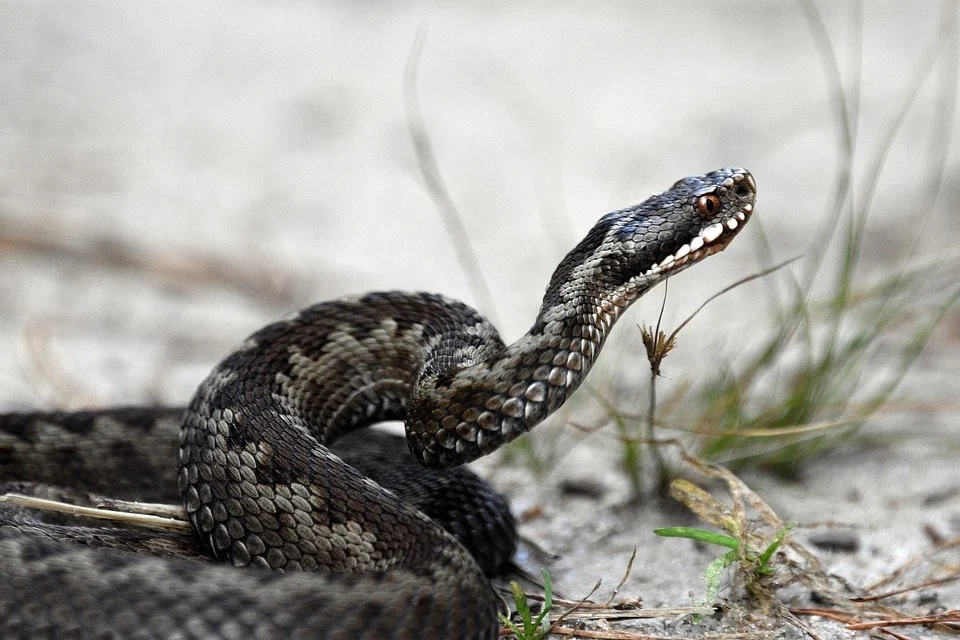 Специалист рассказал об активности змей в Нижегородской области этой весной