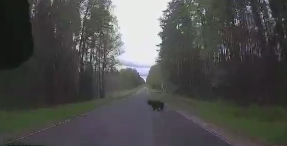 Медведи все чаще стали выходить на дорогу в Нижегородской области
