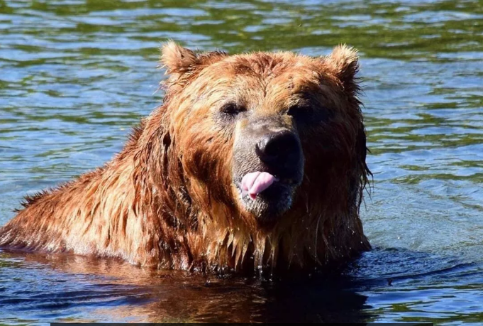 Сколько медведей обитает в нижегородских лесах