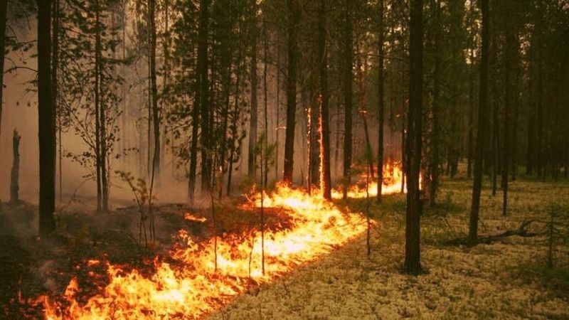В Воротынском районе пожар в лесу увеличился до 2,8 тысячи га