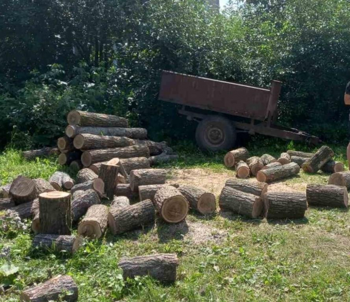 Нижегородца накажут тюрьмой за незаконный сруб деревьев в лесничестве