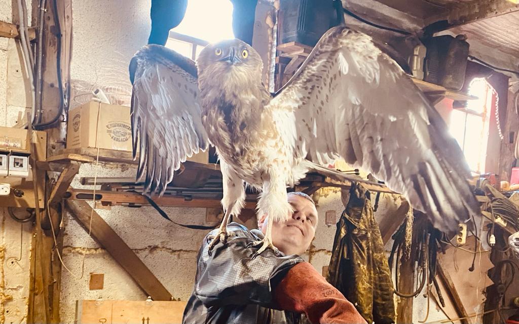 В Нижегородской области спасли травмированного краснокнижного орла и выпустили на волю