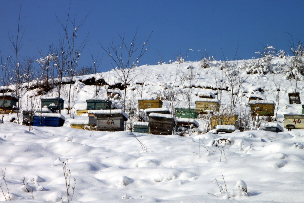 В Нижегородской области пчеловод лишился увлечения из-за аллергии соседей