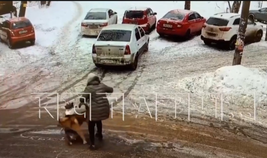 Нижегородцы жалуются на огромного пса-убийцу: "Это были полторы минуты страха"