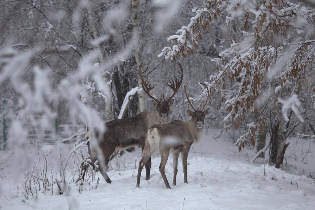 В Нижегородской области построят платный парк с редкими оленями