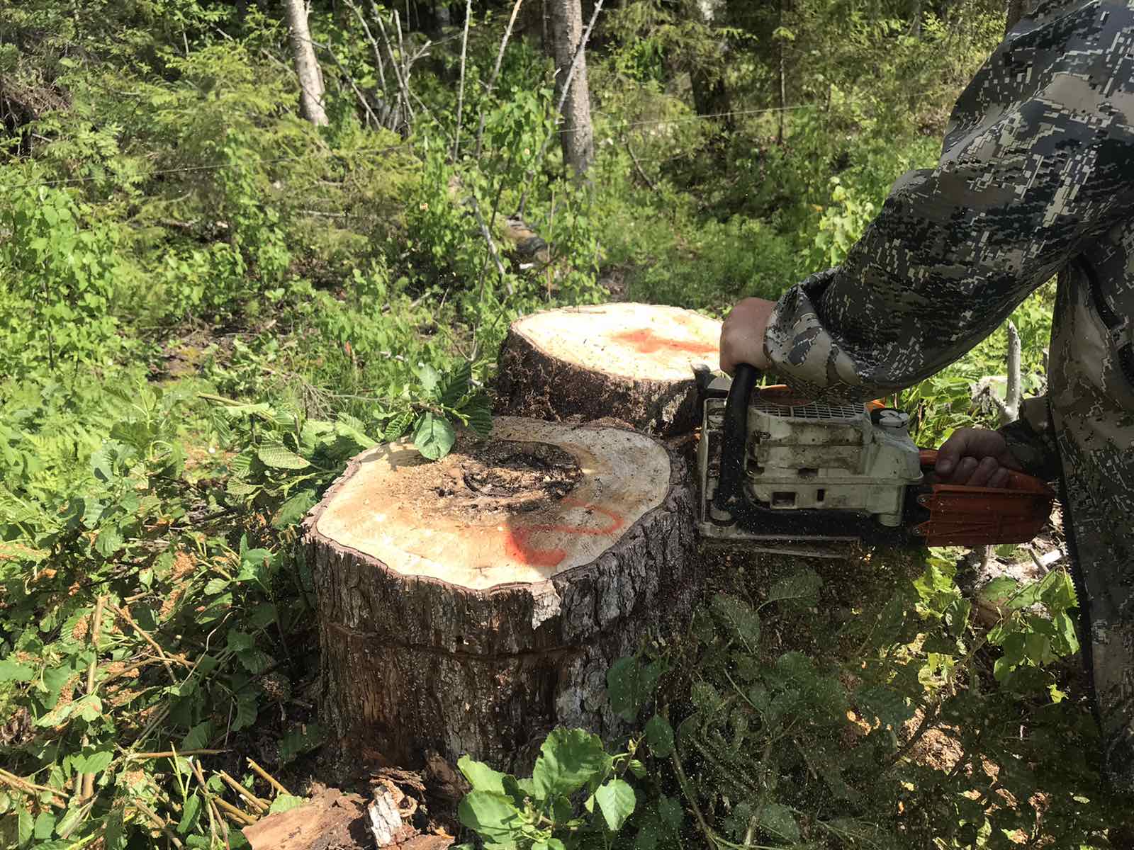 В Нижегородской области завели 95 уголовных дел из-за рубки леса