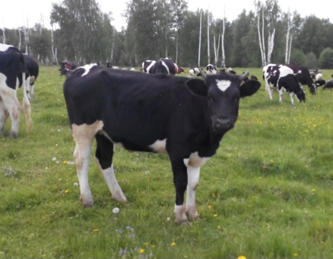 Житель Вада продал двух коров соседу и написал заявление в полицию