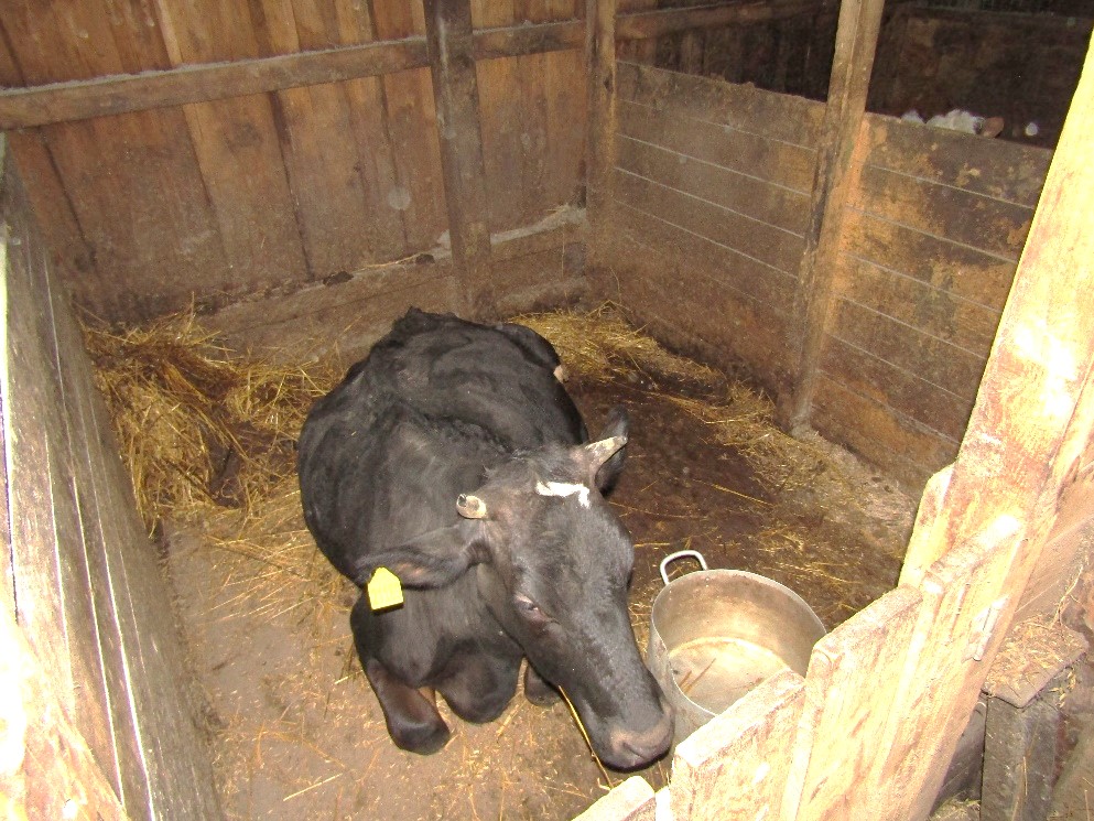 Житель Перевозского района заявил о краже коров ради денег