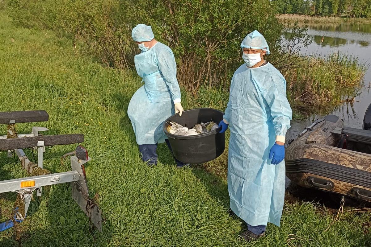 В Нижегородской области ограничили распространение птичьего гриппа