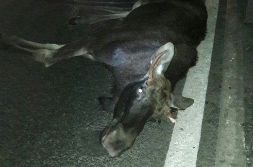 На трассе в Нижегородской области водитель задавил лося и погиб сам 