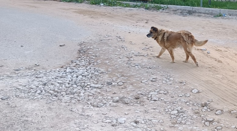 Собака стала причиной ДТП в Балахне