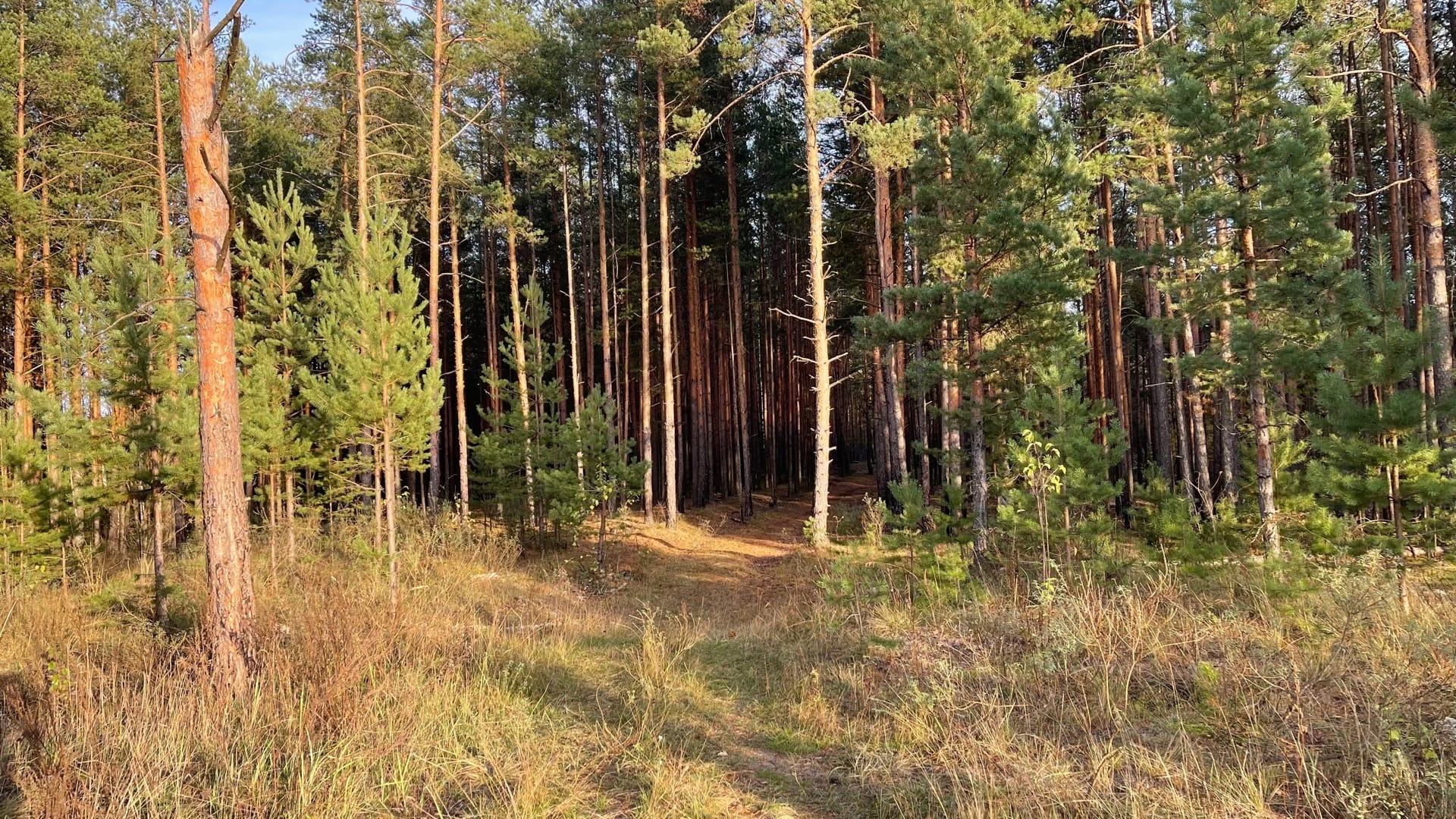 Леса Чувашии. Леса Нижегородской области. Деревья Нижегородской области. Лесное и охотничье хозяйство Сахалинской области.