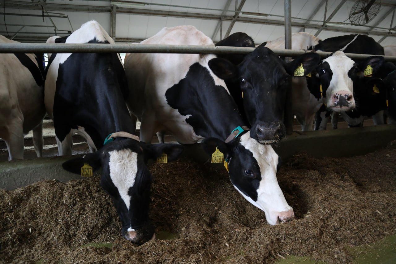 На ферме за 3 миллиарда в Нижегородской области планируют разводить породистых коров