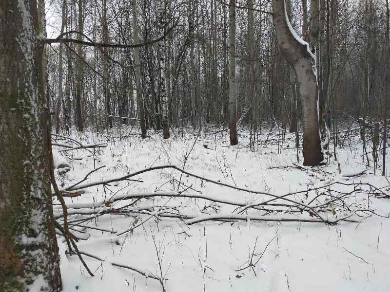 Двое нижегородцев могут сесть в тюрьму за четыре незаконно срубленных дерева
