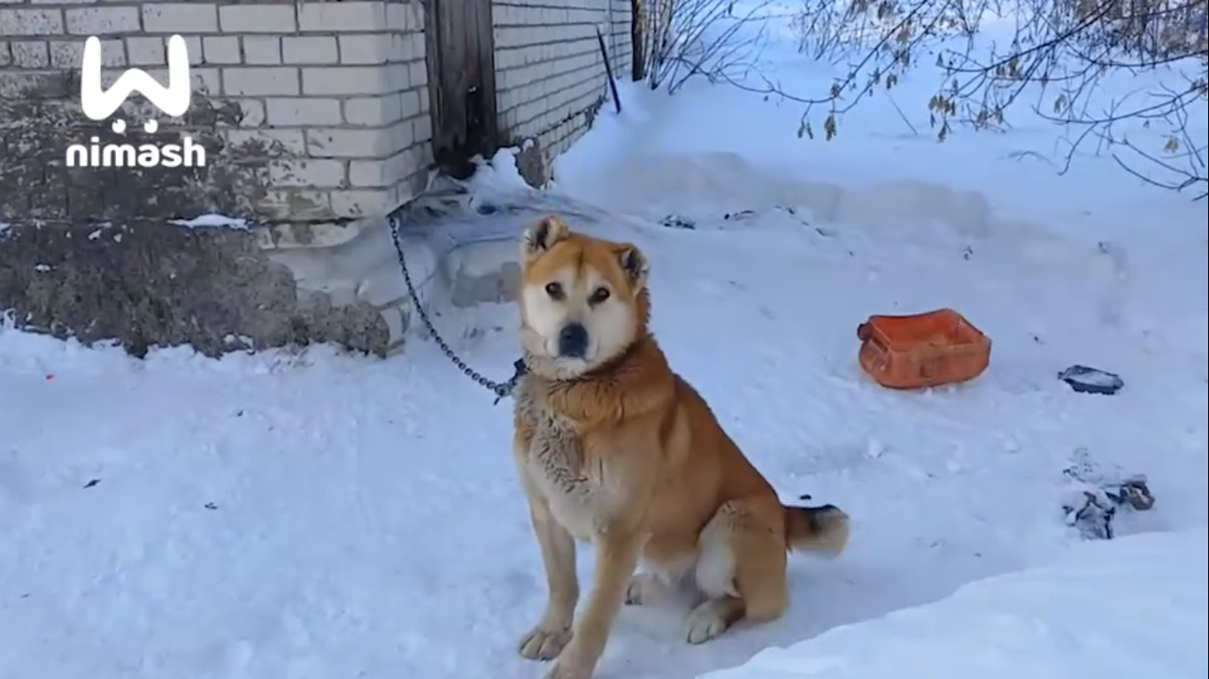 Покинутая хозяином собака 6 лет жила одна в Большемурашкинском районе