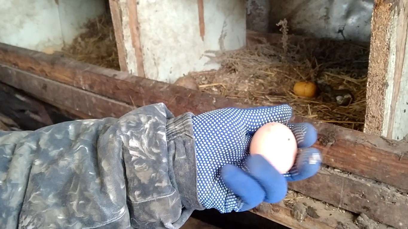 В Нижегородской области нашли яйца с антибиотиками