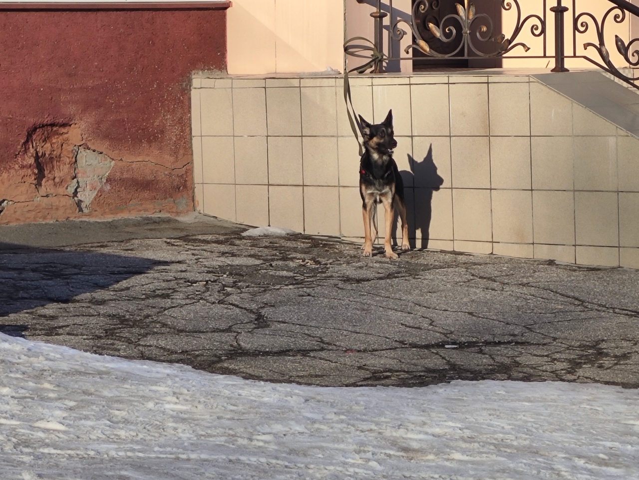 Бешеную собаку обнаружили в Павловском районе 