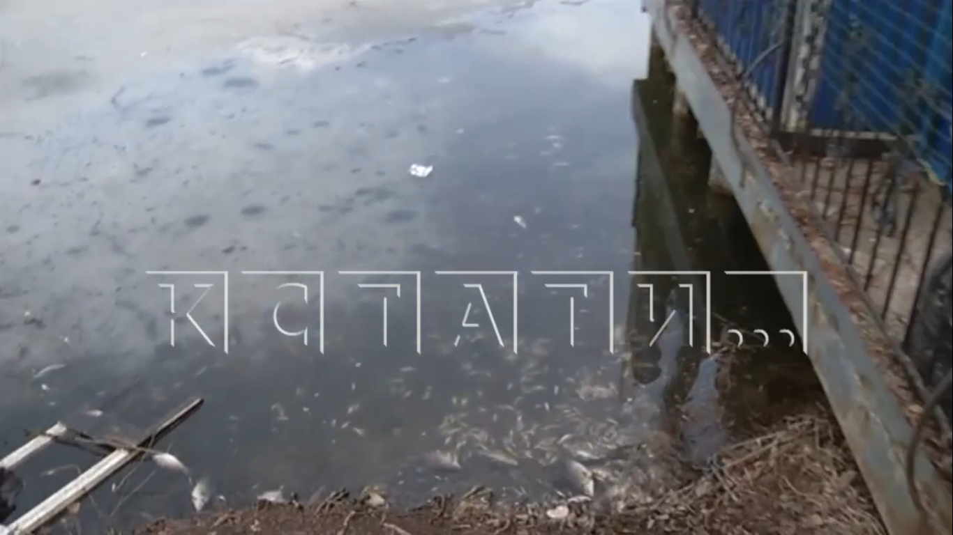 "Такого еще не было ни разу": тысячи особей рыб погибли в парковом озере в Арзамасе 