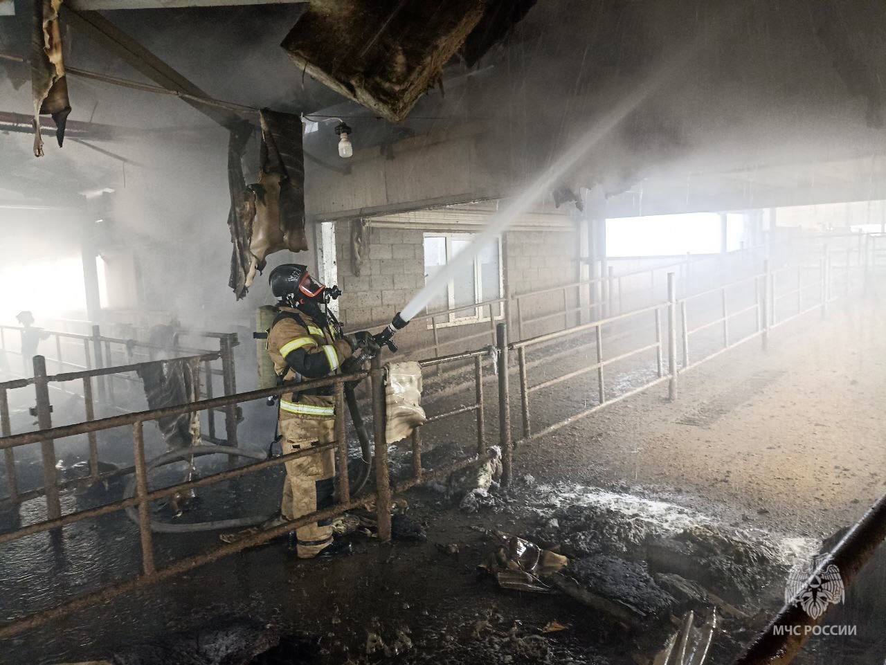 В Нижегородской области спасли 120 коров из пожара