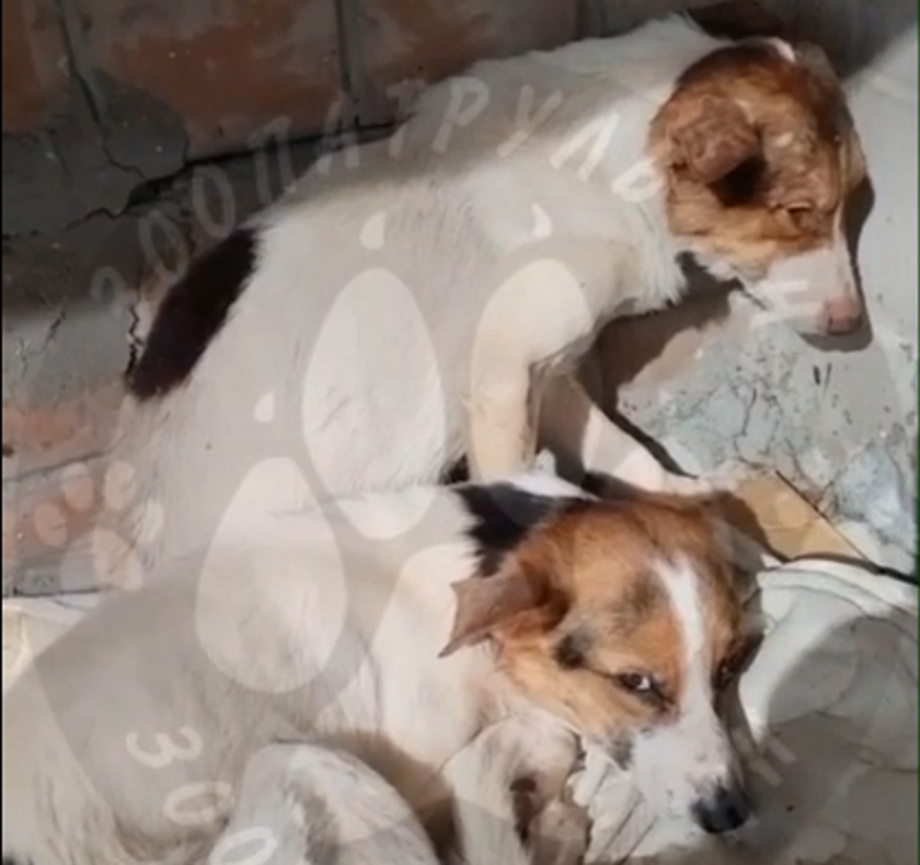 Зоозащитники нагрянули к жительнице Дзержинска, которая выкинула собак с 5 этажа