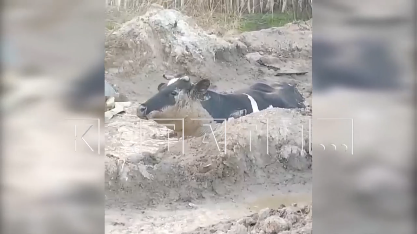 В Автозаводском районе 5 часов вытаскивали из грязи корову