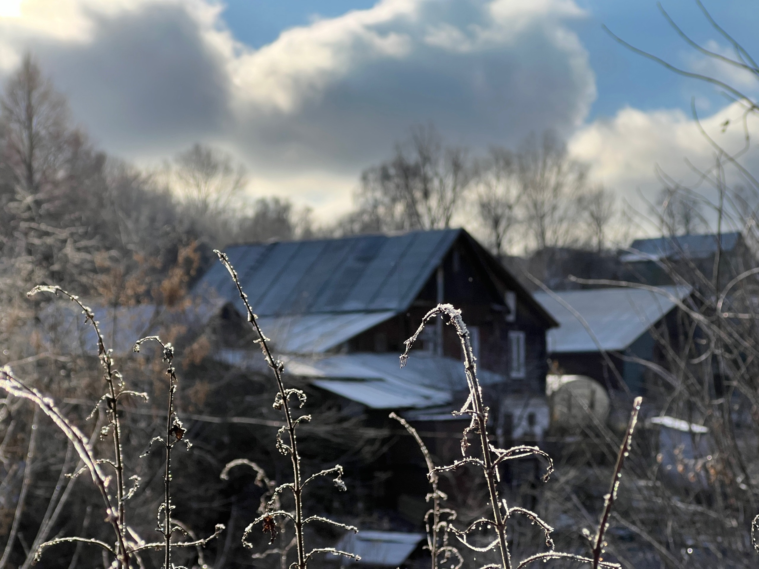 Черемуховые заморозки ударят по центральной части России: подготовьте урожай к надвигающейся беде