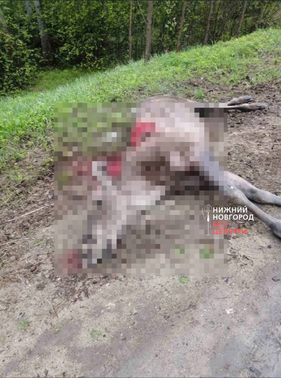 Водитель сбил насмерть лося в Нижегородской области 