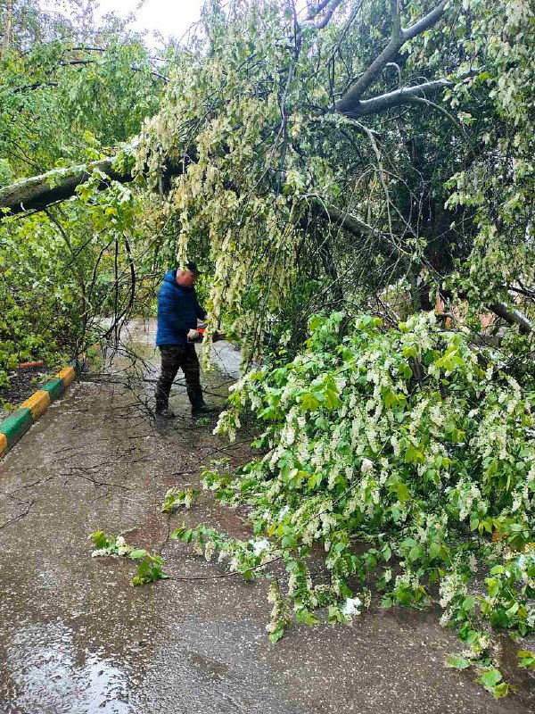ДУКи пяти районов Нижнего Новгорода убрали более 200 деревьев после непогоды