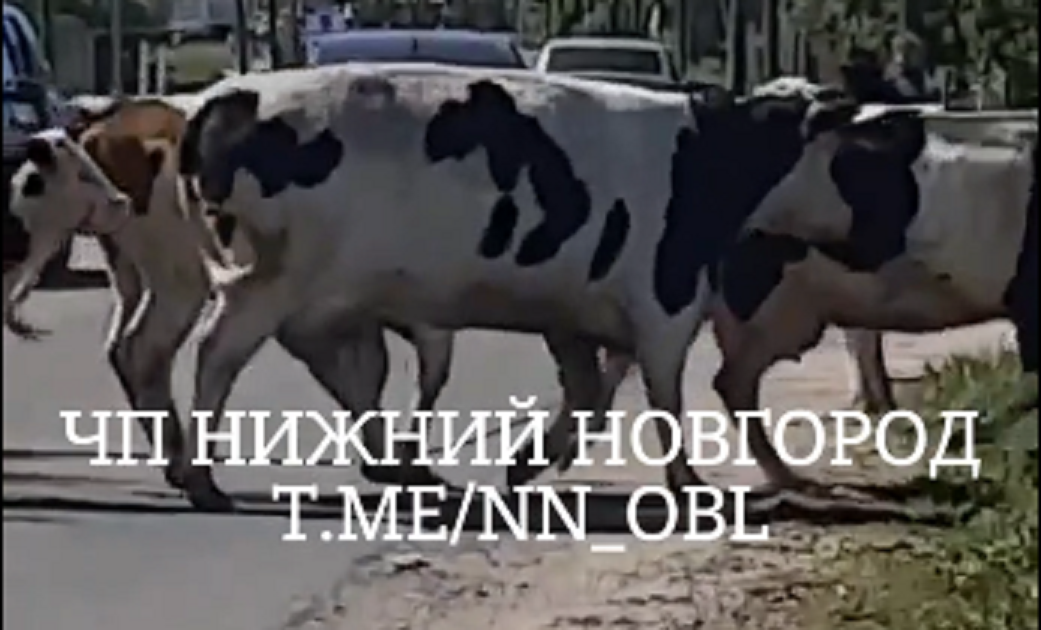 Коровы портят имущество и пугают детей, разгуливая по улицам Выксы
