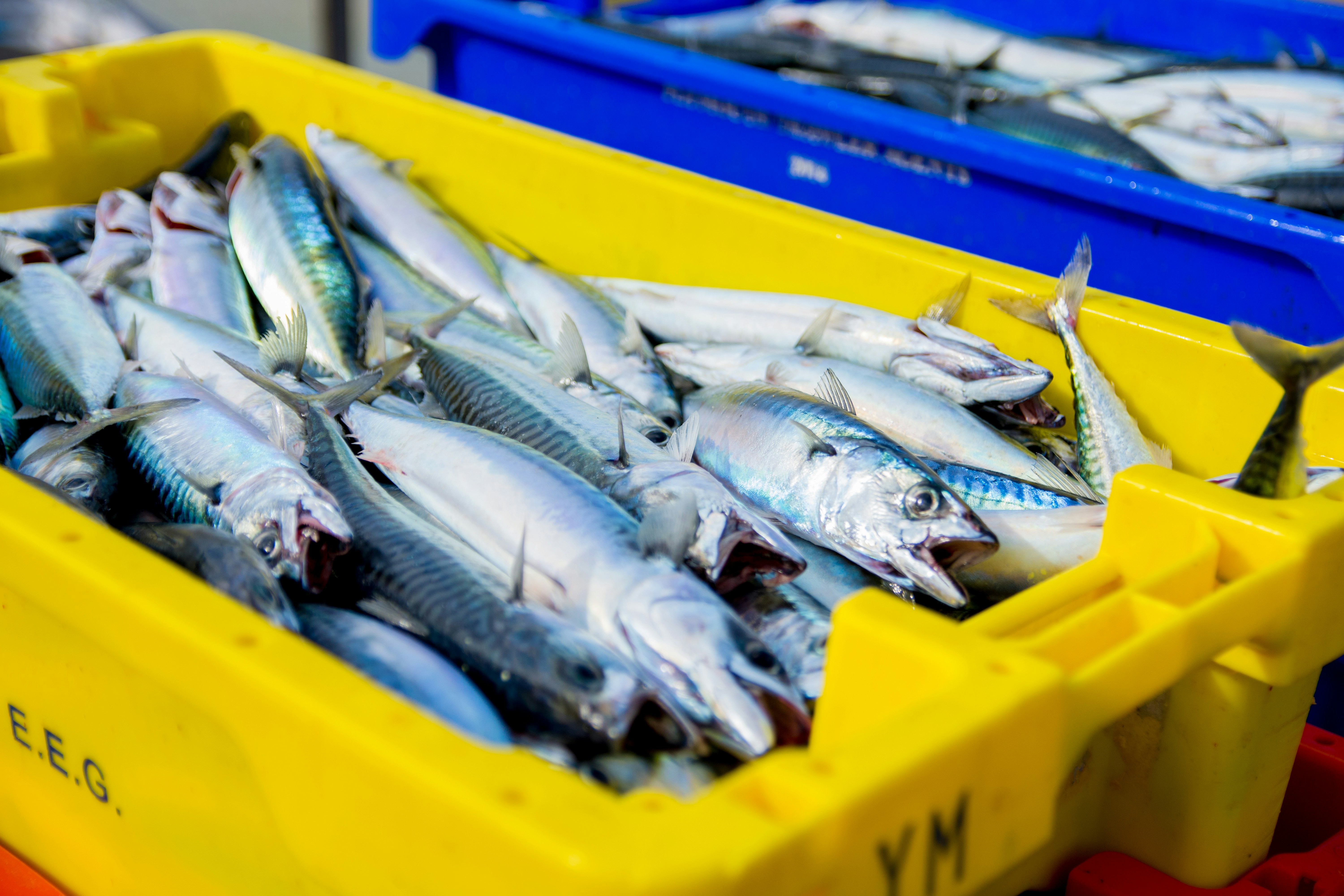 Эксперты Роскачества раскрыли секрет: самая полезная рыба из дешевых