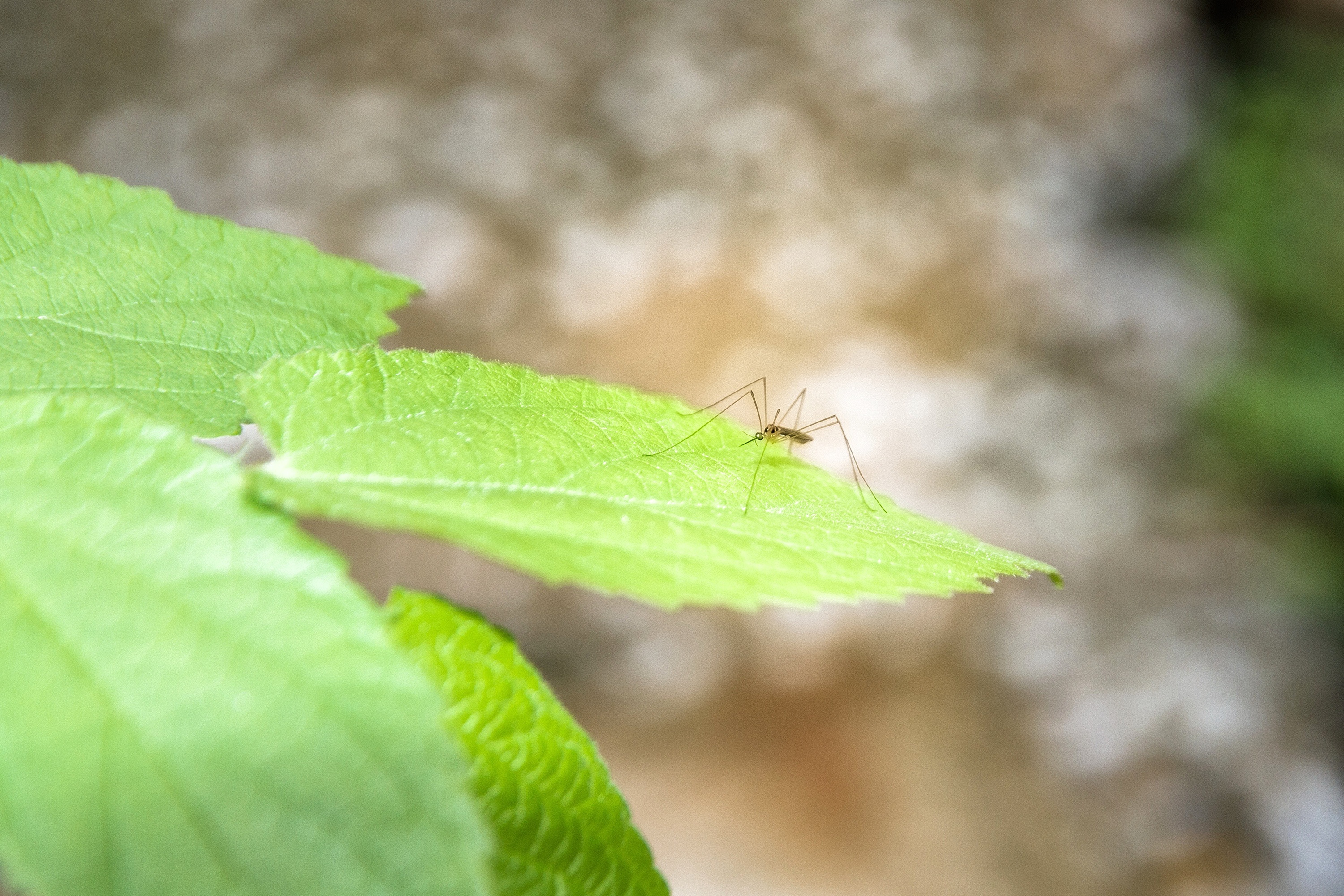 Комары больше не проблема: гениальные способы борьбы с назойливыми насекомыми
