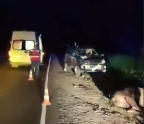 Пассажирка пострадала в ДТП с лосем в Краснобаковском округе