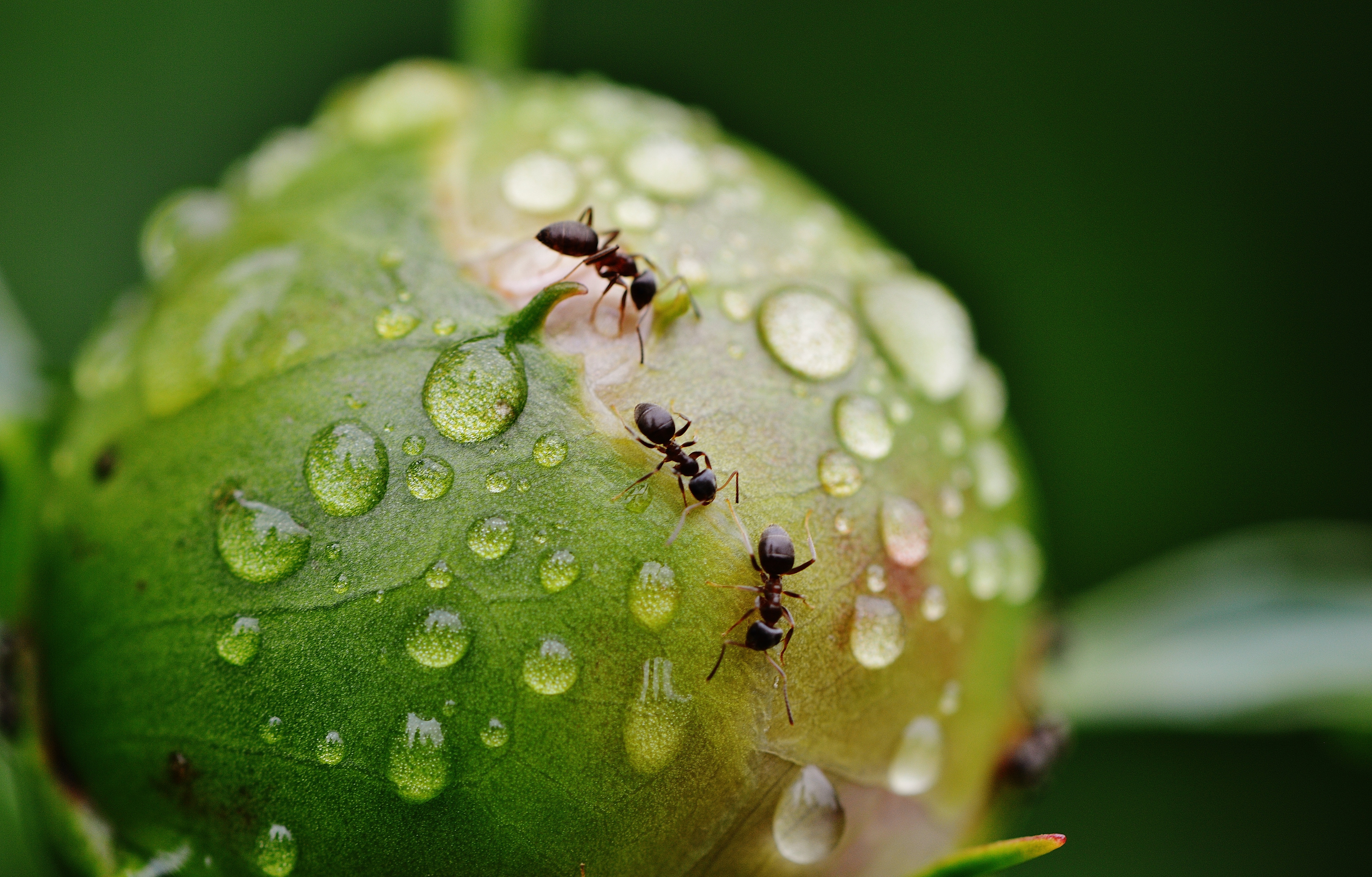 Избавьтесь от муравьев мгновенно: простое и безопасное средство от незваных гостей в вашем саду