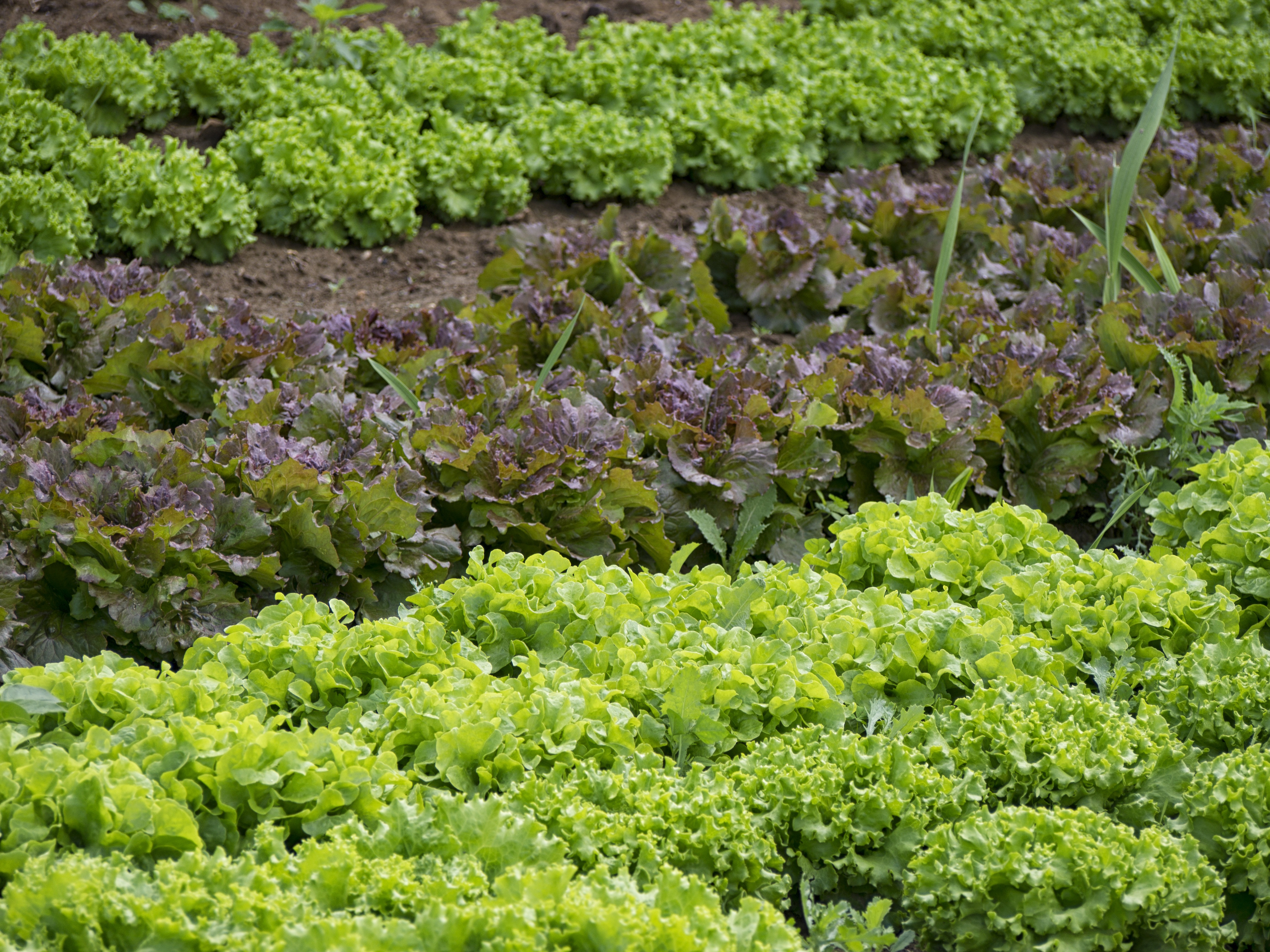 Сорняки больше не проблема: простое и эффективное средство, которое найдется у каждого садовода