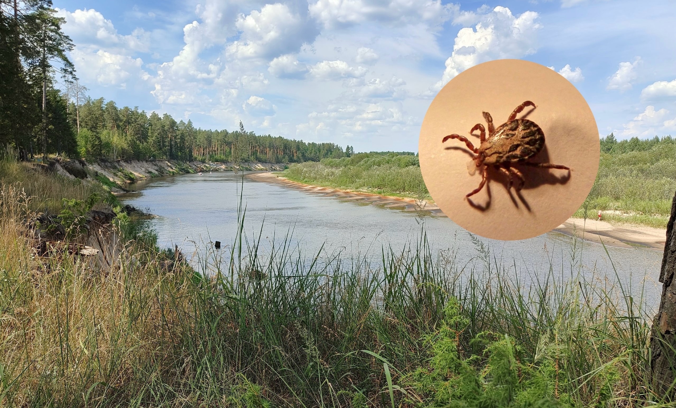 Хуже клещей и комаров: 3 вида насекомых в России, которые убьют вас одним укусом