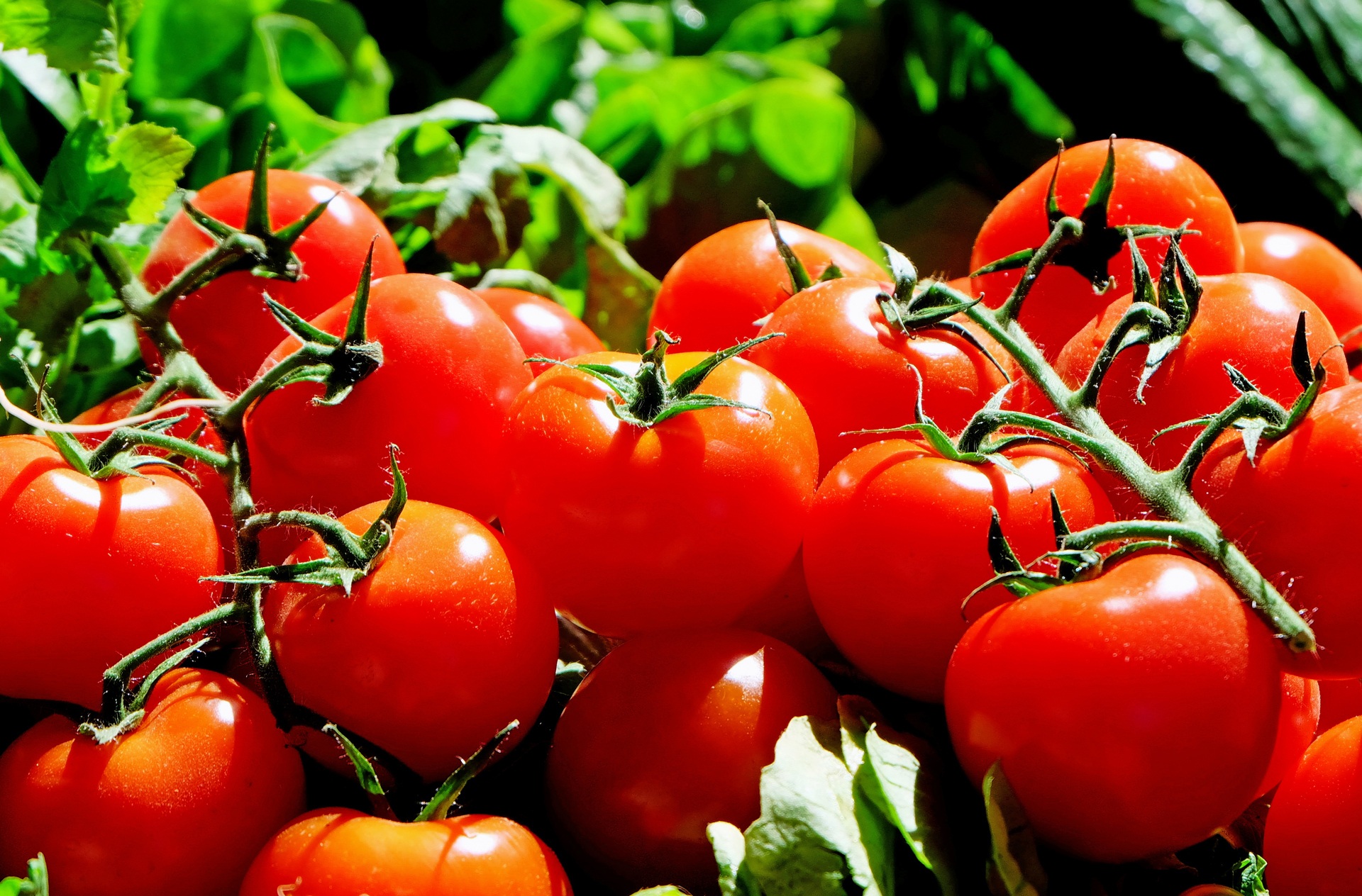 Как вырастить богатый урожай томатов: проверенные советы от садовода