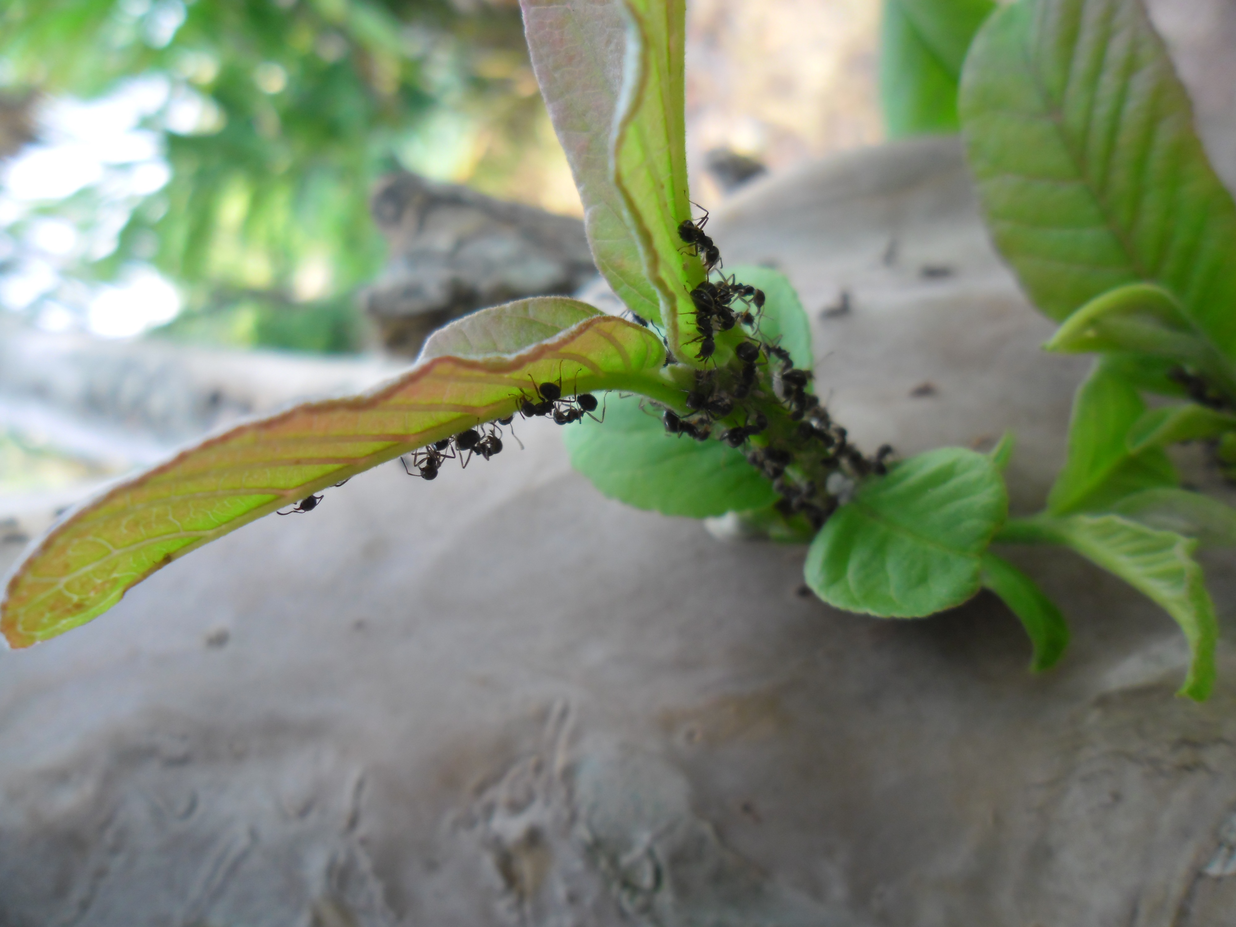 Как раз и навсегда избавиться от муравьев в огороде с помощью простых народных средств