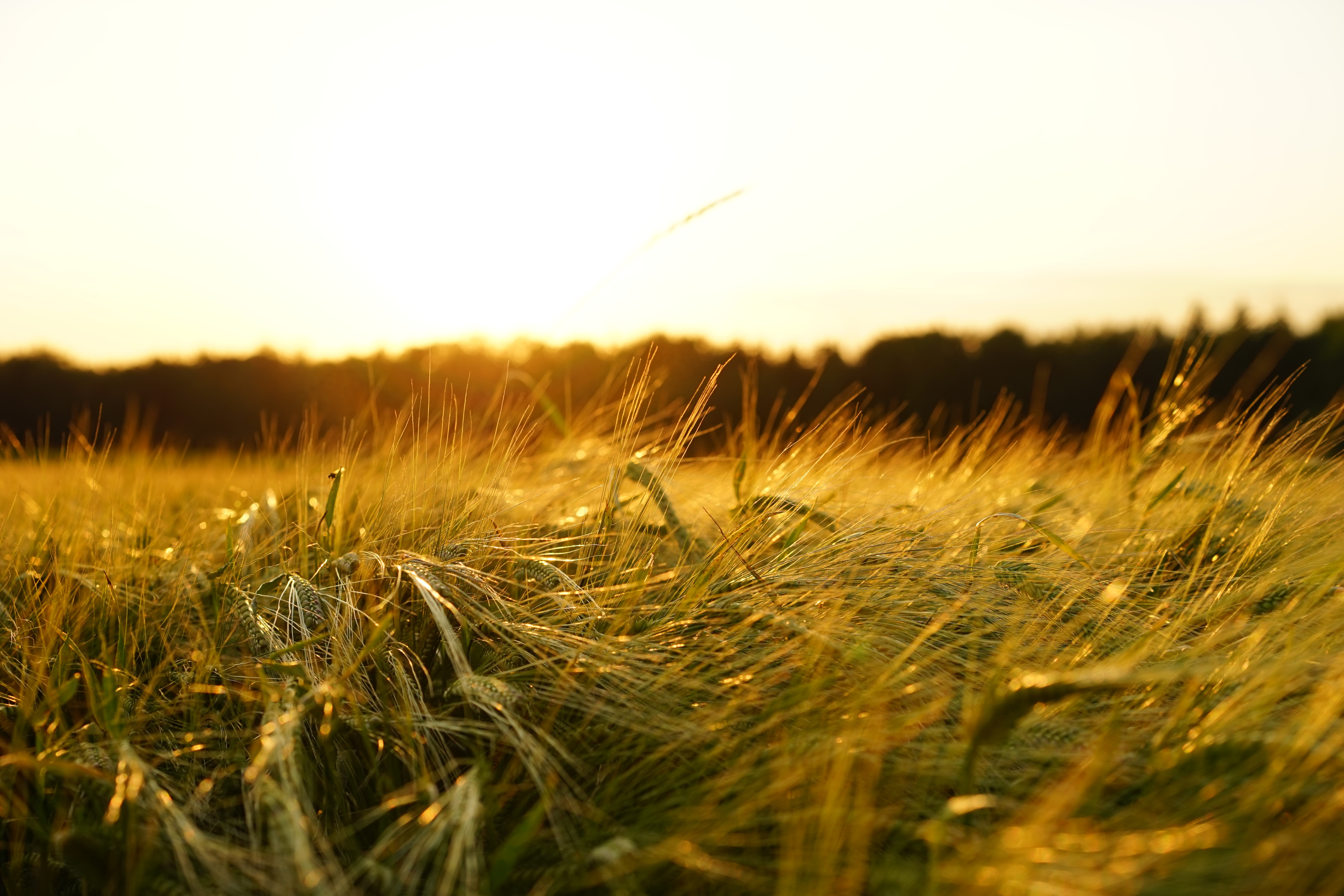 Неизбежный дефицит урожая: почему цены на пшеницу и рис взлетят до небес