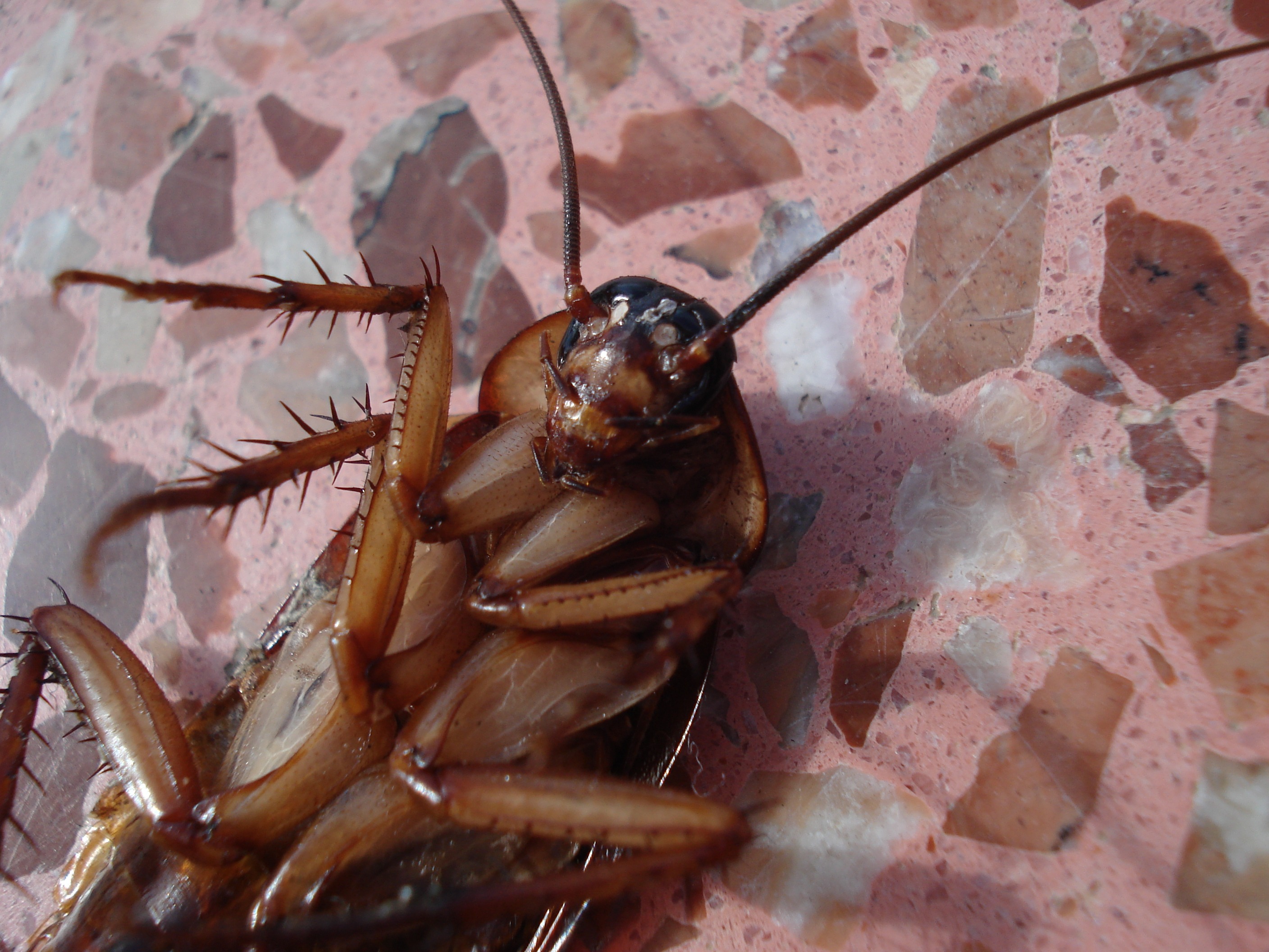 Тараканы навсегда забудут дорогу в ваш дом: секретный способ, который держат в тайне опытные хозяйки